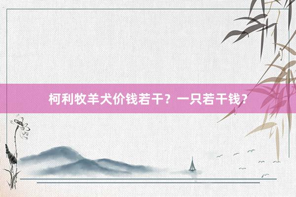 柯利牧羊犬价钱若干？一只若干钱？
