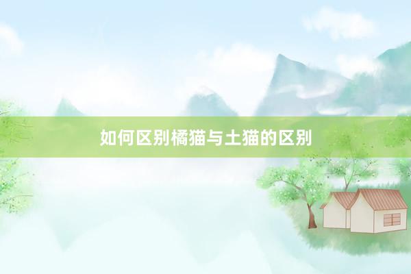 如何区别橘猫与土猫的区别